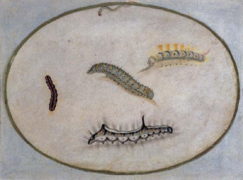 Maria Sibylla Merian Caterpillars France oil painting art